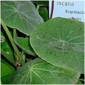 begonia incana